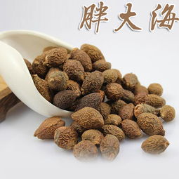 胖大海中藥飲片 傳統(tǒng)草本潤(rùn)喉良品